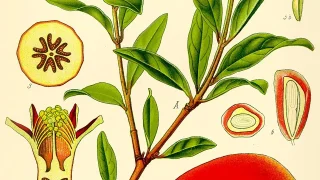Illustration_Punica_granatum2 https://en.wikipedia.org/wiki/File:Illustration_Punica_granatum2.jpg